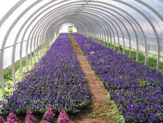 那么今天給大家介紹一下這兩個(gè)花棚吧